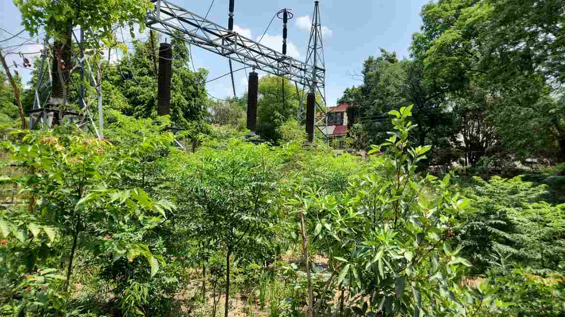 Miyawaki Plantation - IPCA World project